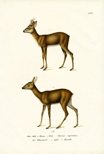 Roe Deer, 1824 by Karl Joseph Brodtmann